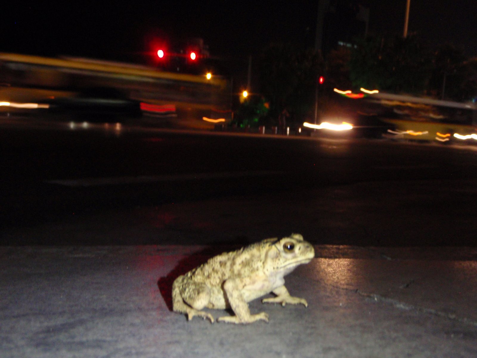 [Big+City+Toad-743593.JPG]