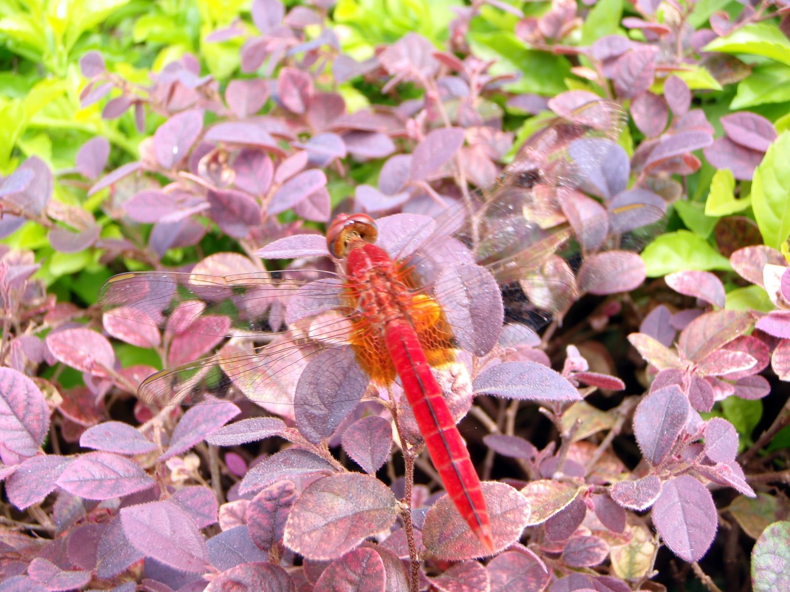[Red+Dragonfly.JPG]