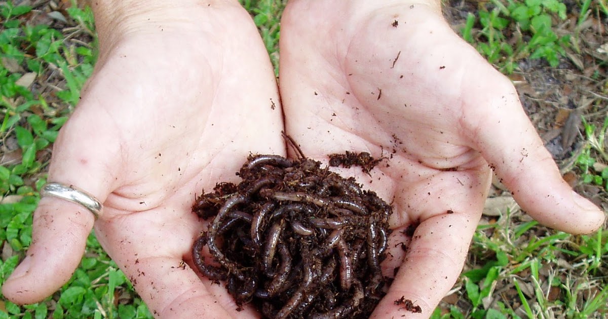 Red Worms For Sale Tampa Worm Farms .Updated 6/18/2023