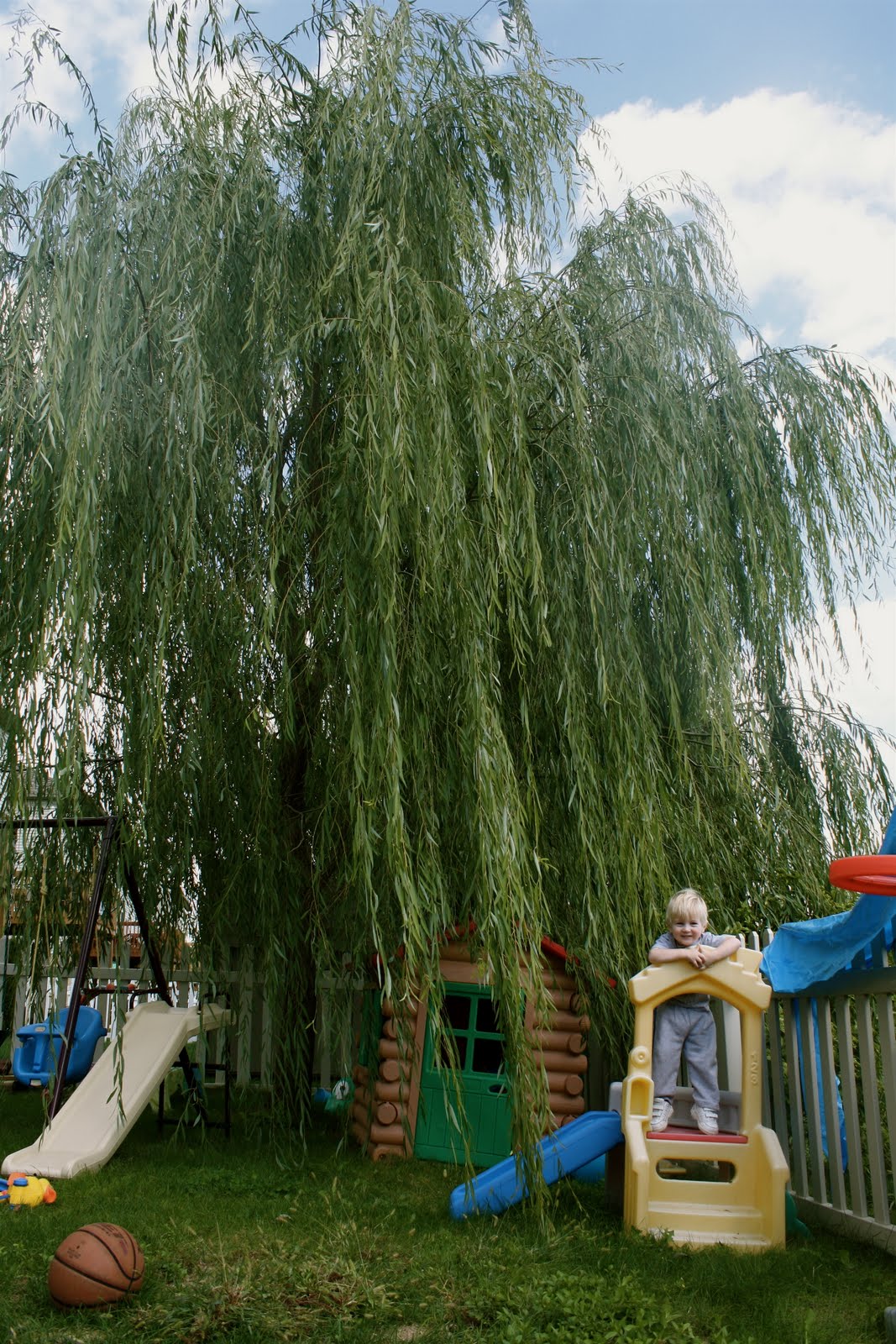 How The Sun Rose Simple Pleasures Weeping Willow in the Wind