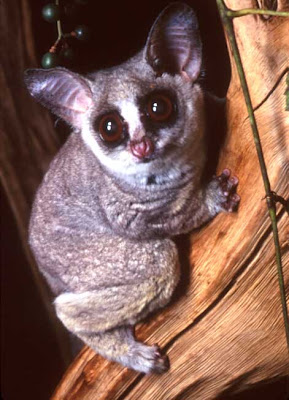 bushbaby%201.jpg