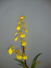 ONCIDIO (ORQUIDEA)