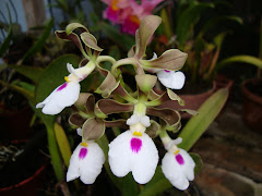 ENCYCLIA CORDIGERA