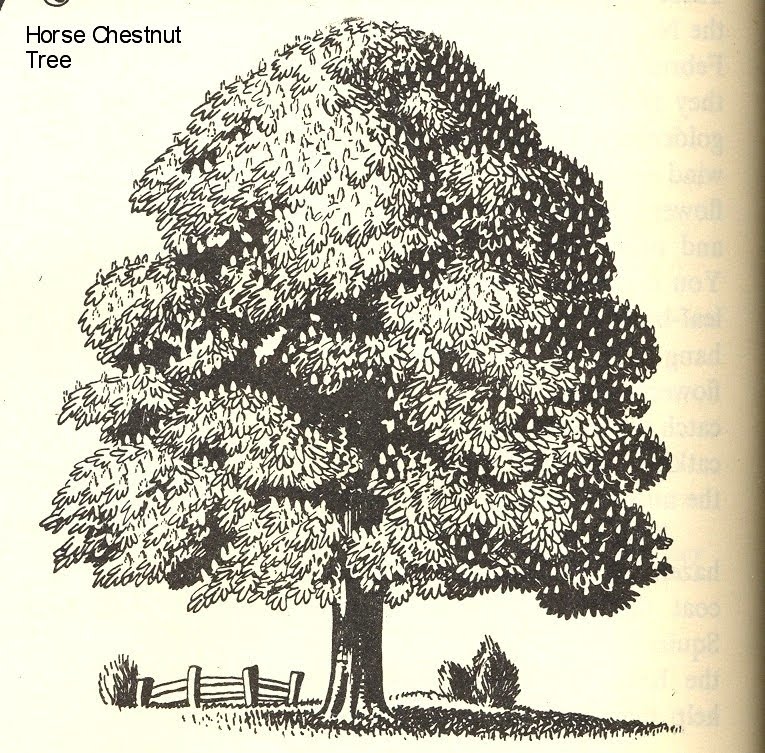 Как нарисовать каштан