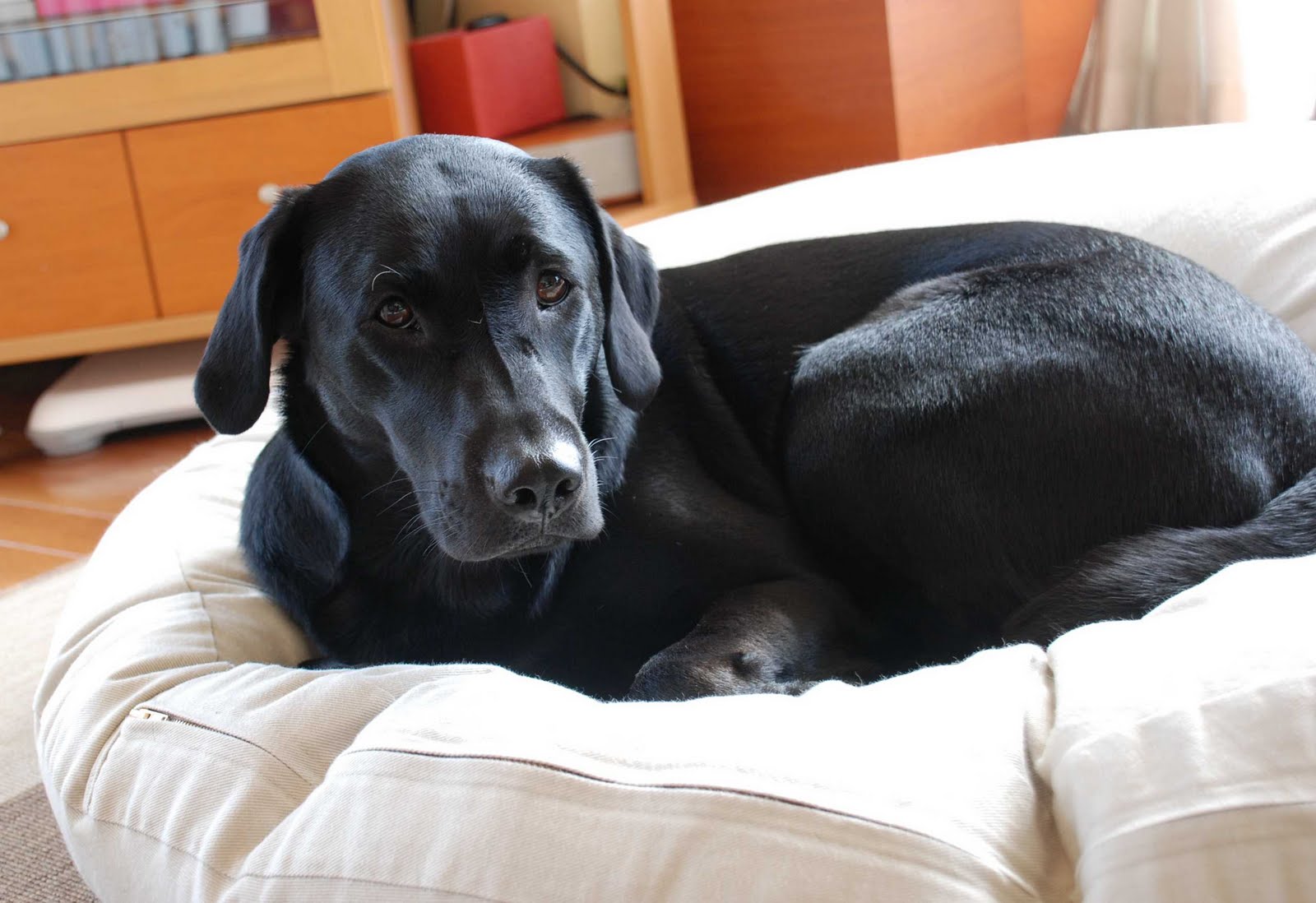 ジャーマン・ハウンド: 家庭犬としての才能を備えたサラブレッド探偵