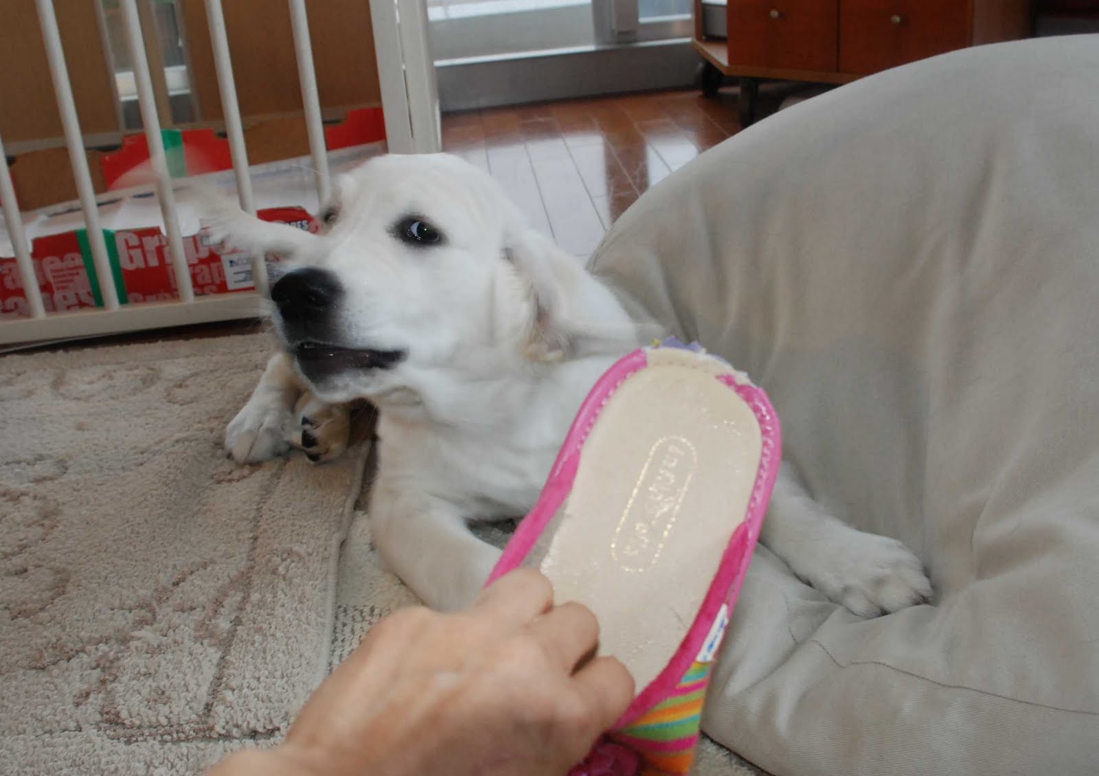 美貌も態度も祖父母に負ける13人