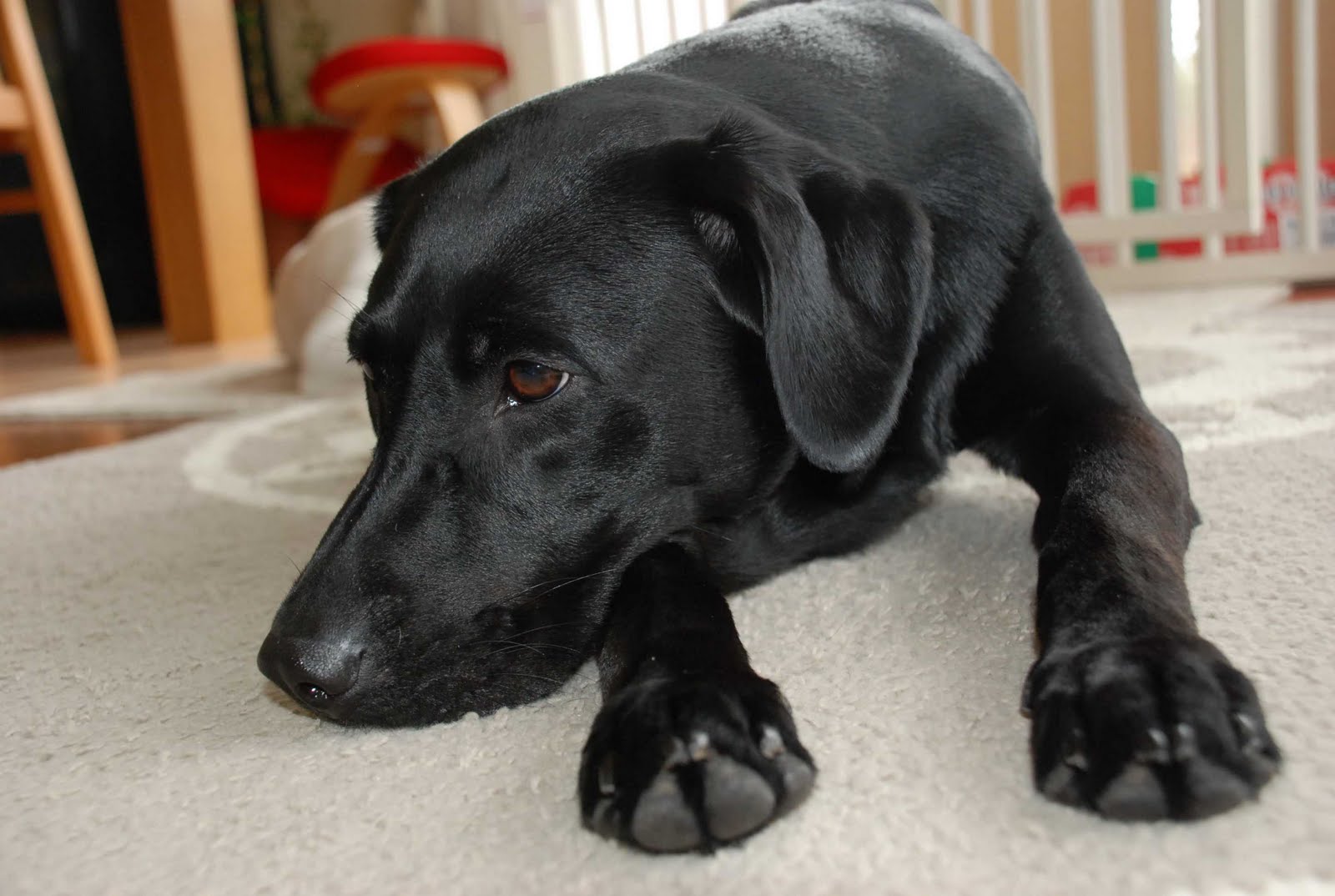 ナチスの暗号を破ったスパイの画像が発見される