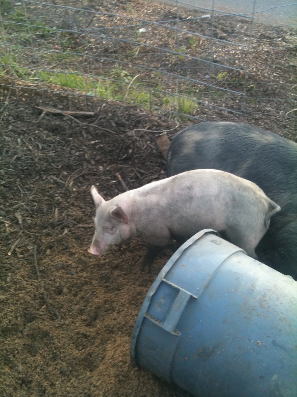 meat Feeder pigs for sale