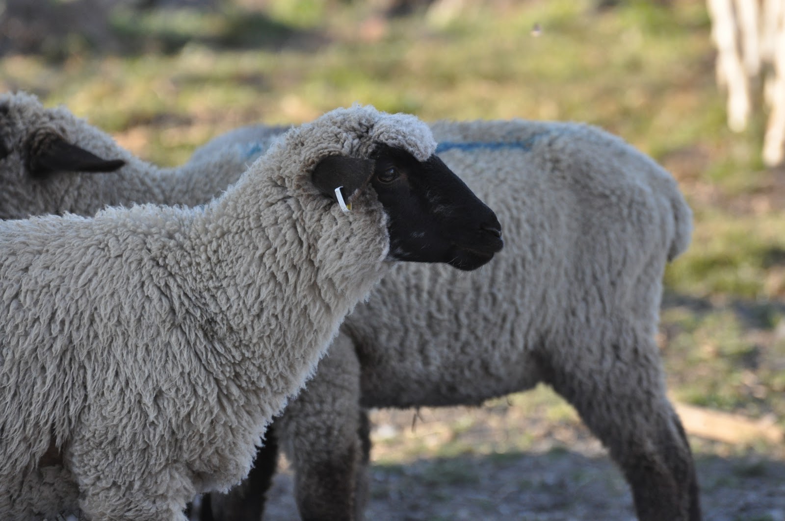 meat: Sheep breeds and taste