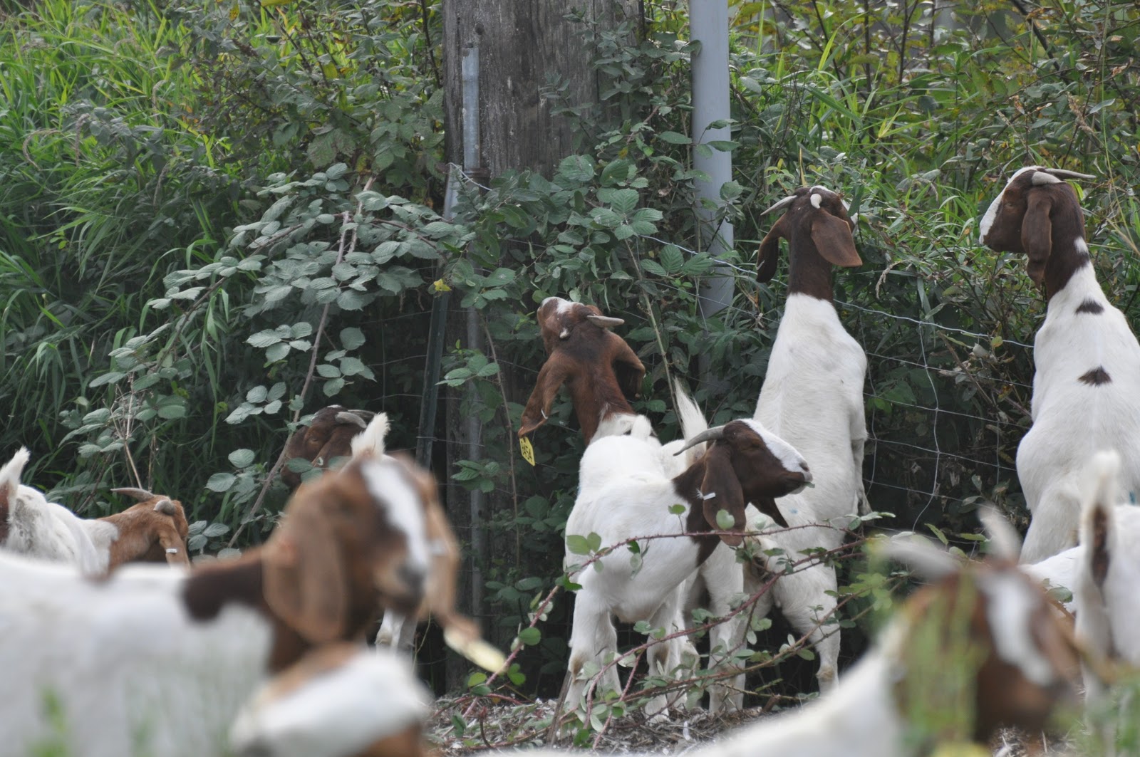 meat New arrival at the farm Boer goats