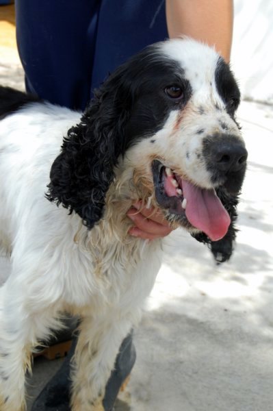 NOBLE GALGO: LOLO,COCKER SPANIEL ABANDONADO POR SEGUNDA VEZ. BUSCAMOS