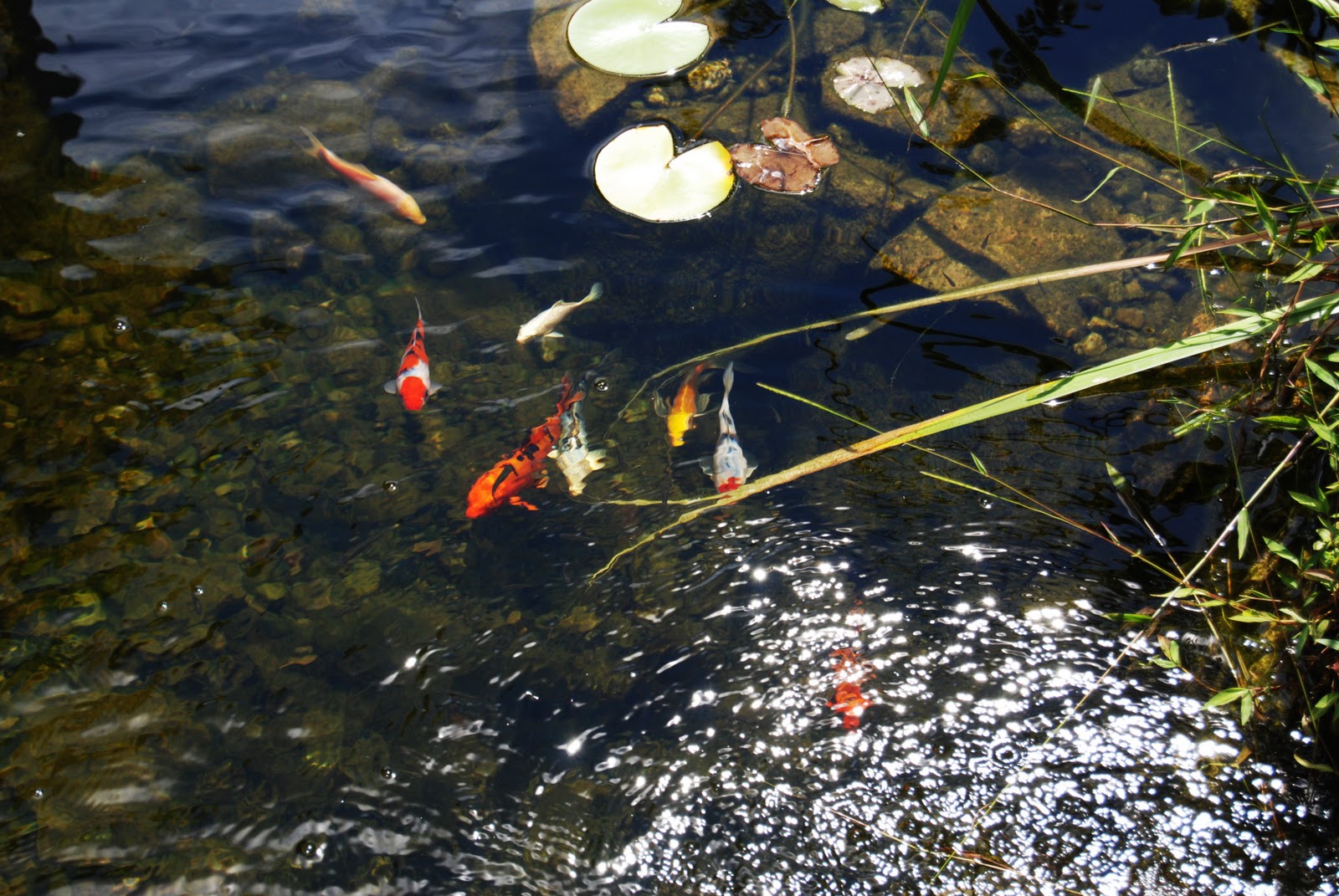 koi_pond_app_my_koi_pond.jpeg