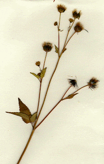 We Love the Prairie Primer: February 2010