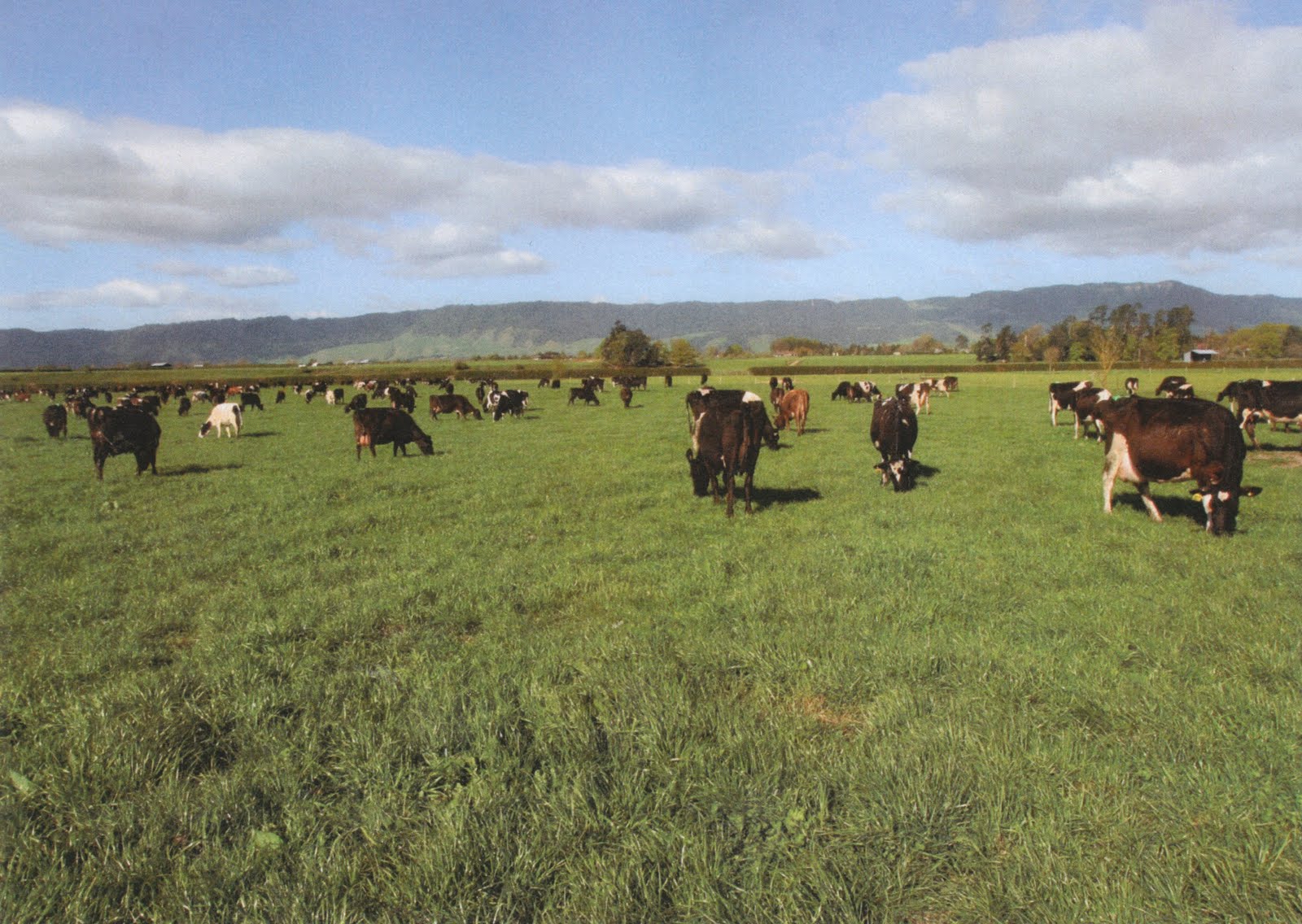 Chandon Farm Dairy & Equine Facility Matamata