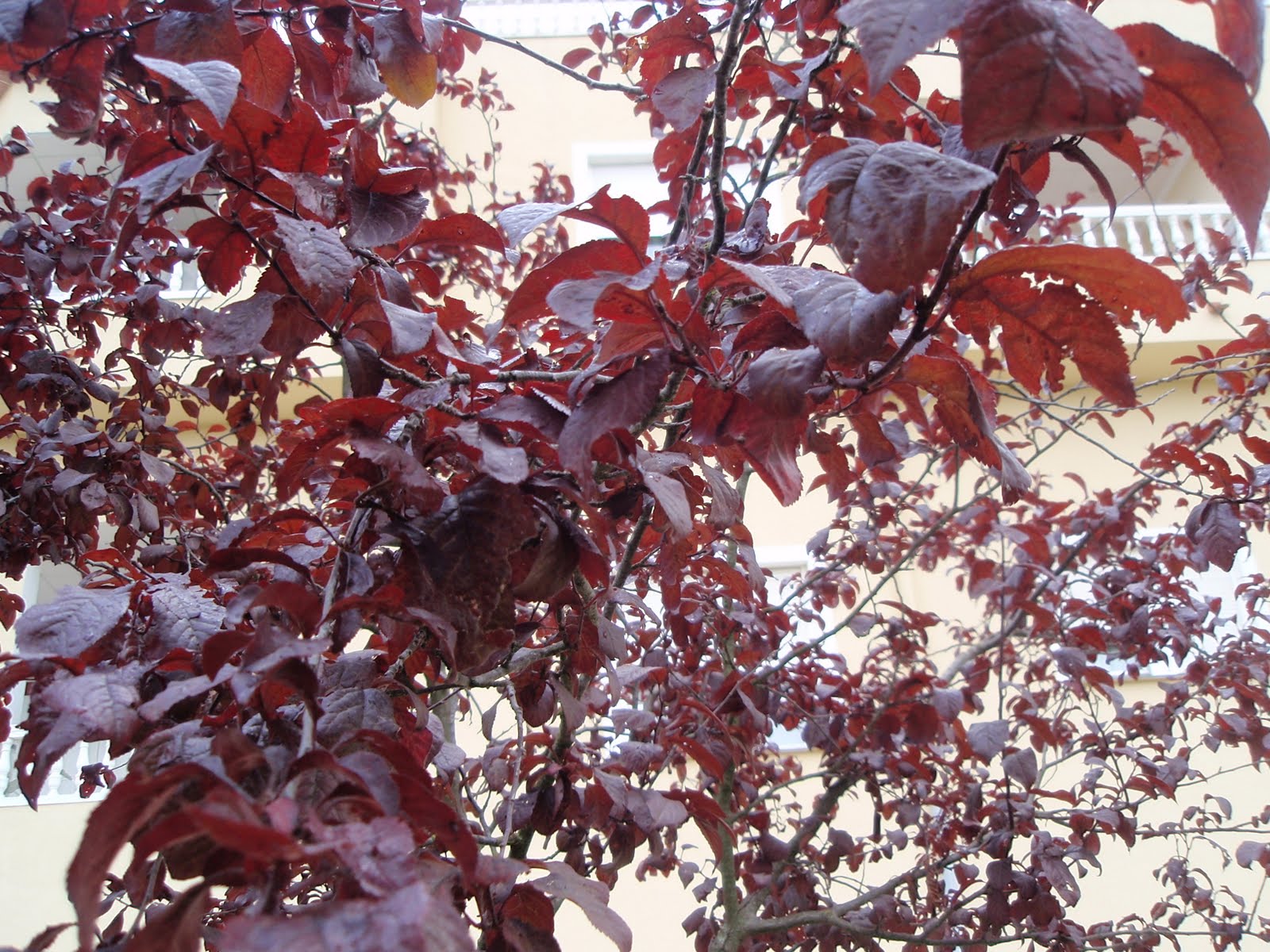 Prunus serrulata - Cerezo
