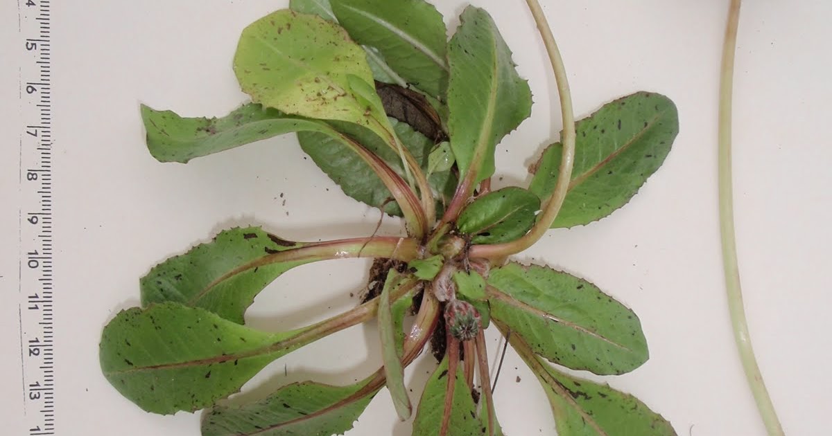 HERBARIO VIRTUAL DE BANYERES DE MARIOLA Y ALICANTE: Taraxacum obovatum