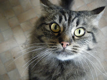 My Cat Lapris