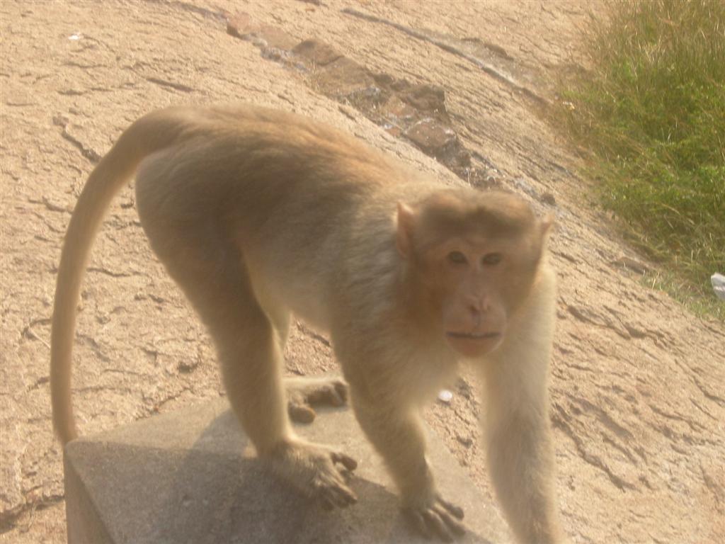 [Pictures+from+India-Ghee+290+(Large).jpg]