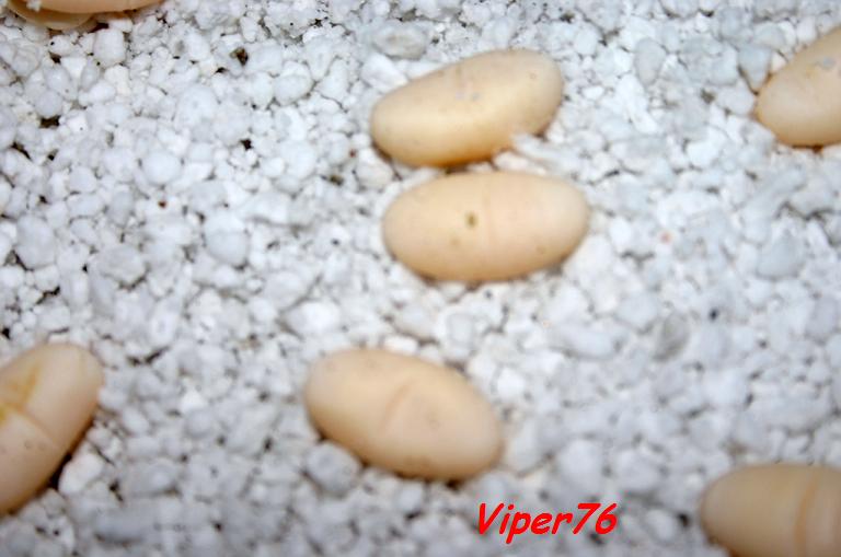 bearded dragon eggs incubator