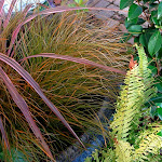 Miscanthus et graminées du jardin