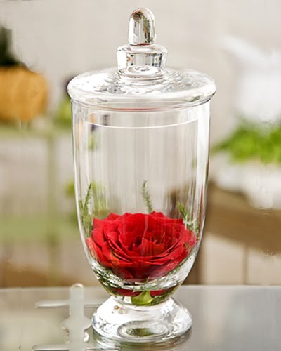 [20090219_rose_in_apothecary_jar.jpg]