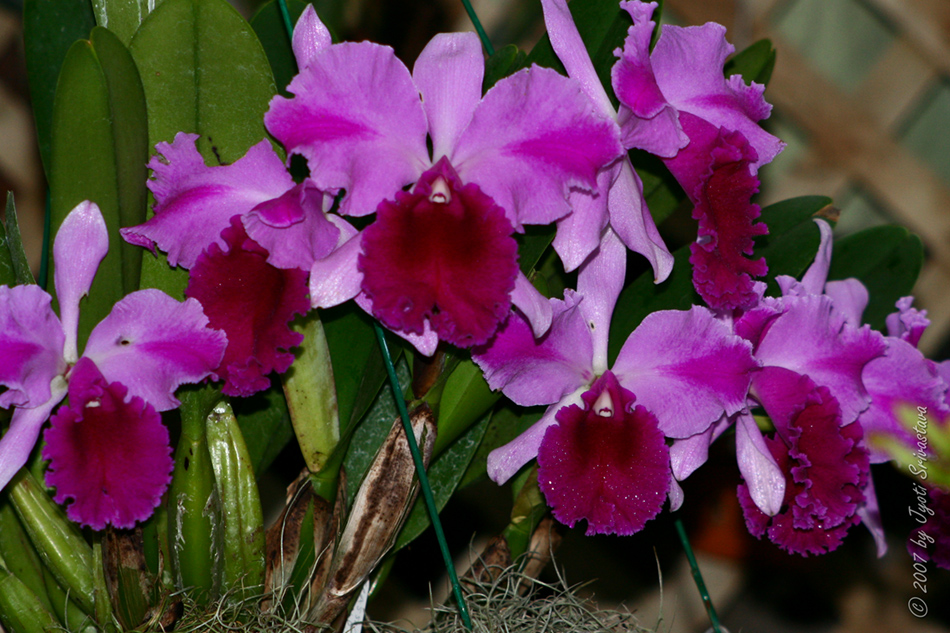 [LI-orchids-0575b.jpg]