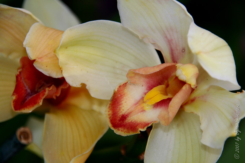 [LI-orchids-0124b.jpg]