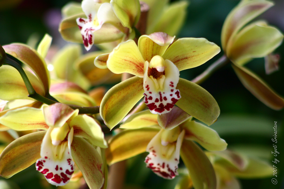 [LI-orchids-0062b.jpg]