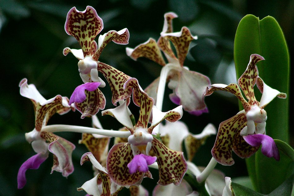 [LI-orchids-0213a.jpg]