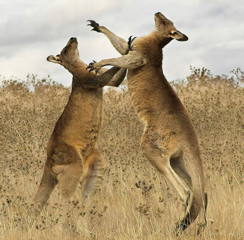 [kangaroo+performing+dance.jpg]