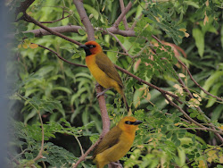 birds pretty baptisms bird window freetown plus leone sierra