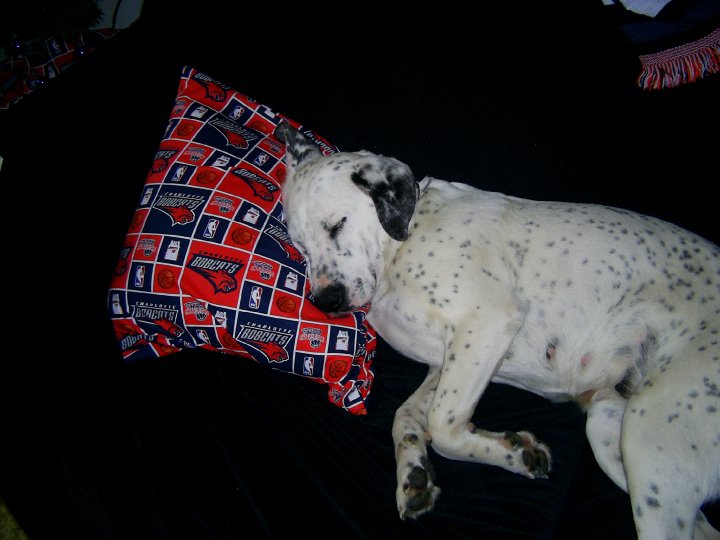 Myrtle Beach Snowbird Pet Friendly Properties Still Available!!