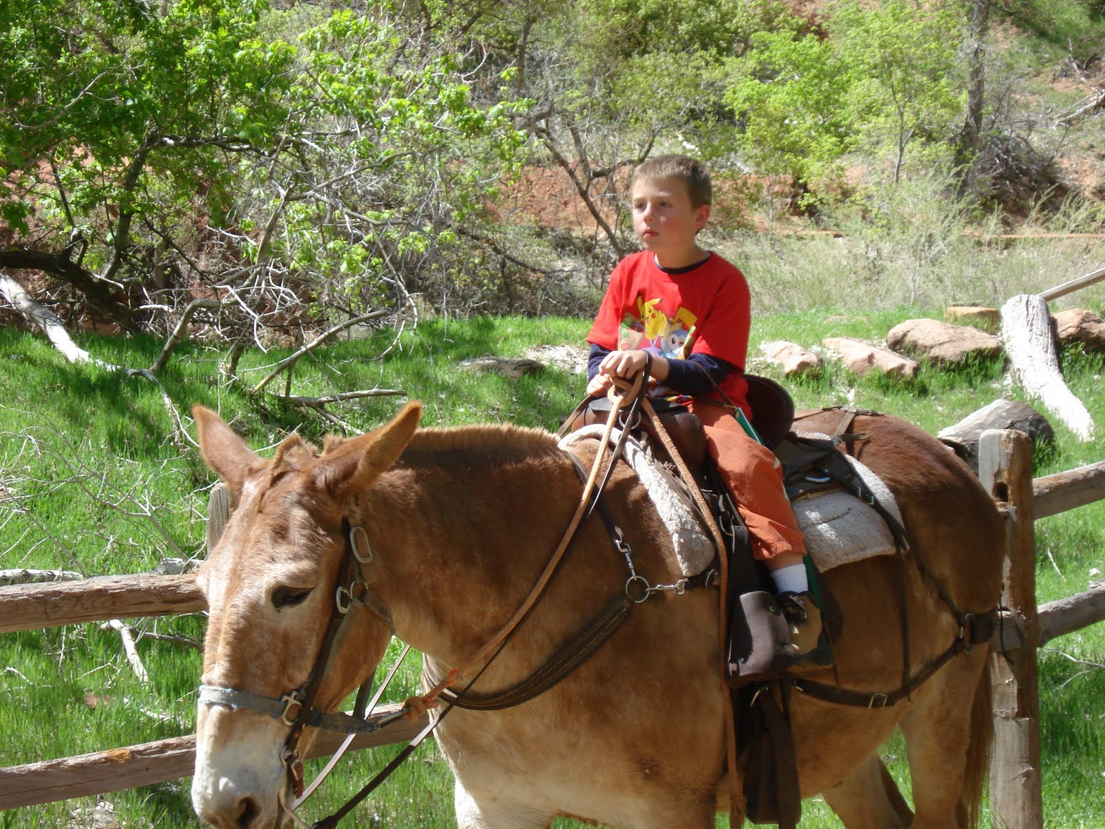 Stafford's On The Road Zion National Park (Horseback Ride), Utah