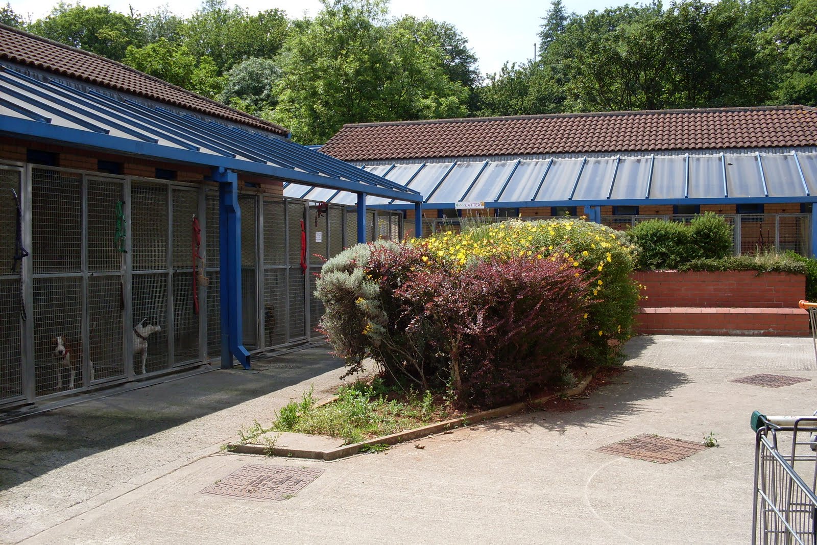 Caffeine dose for you! Bristol Dogs & Cats Home