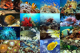 Evolução das Espécies Marinhas: Biodiversidade Marinha