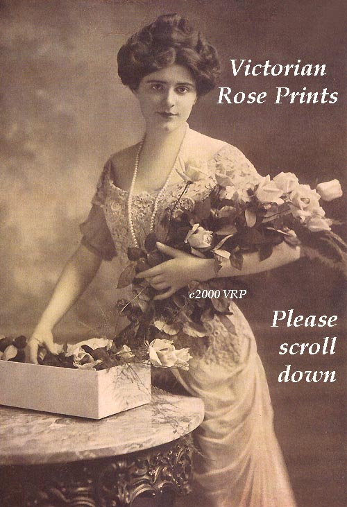 Victorian Rose Prints