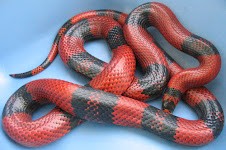 Hondurensis Milk Snake