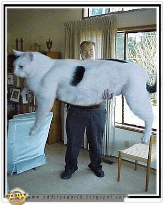 Strange World: World's Biggest Cat