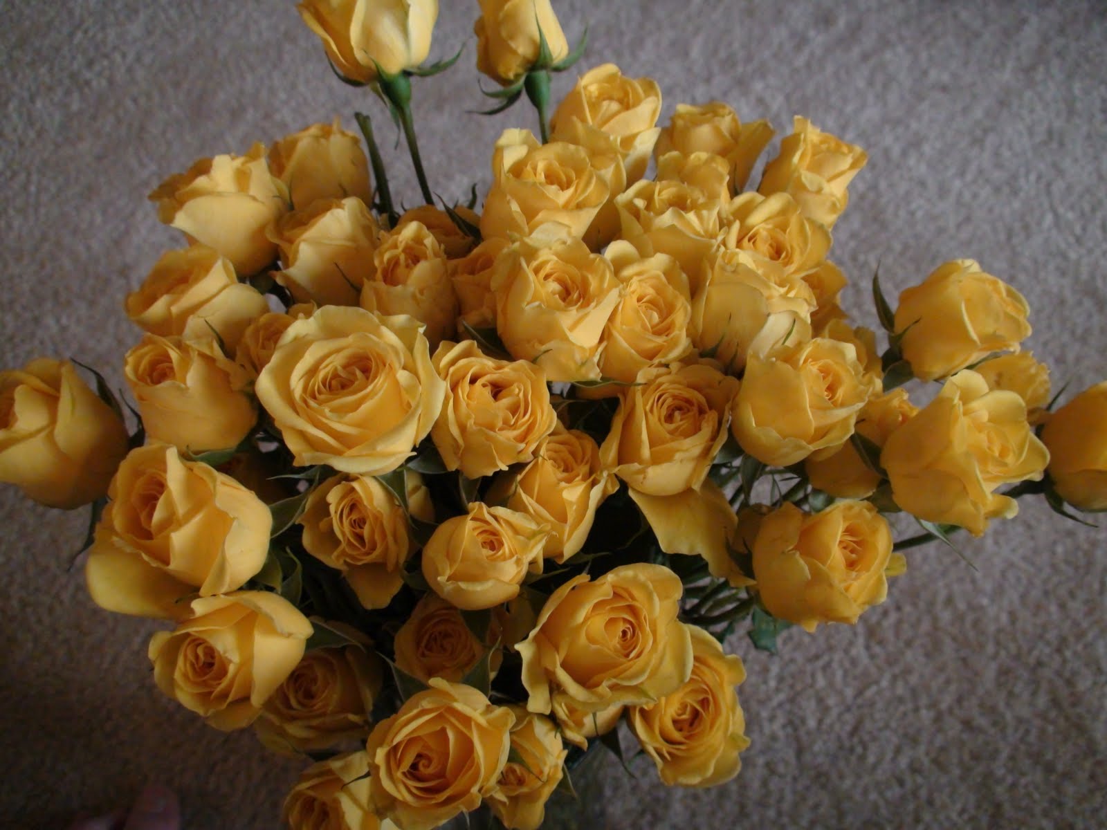 yellow rose