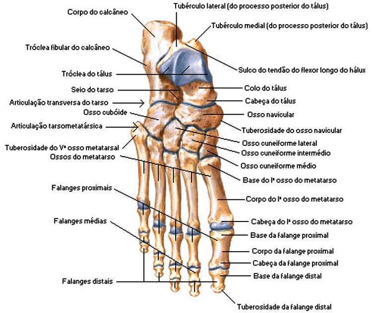 Espaço dos Pés Você sabe o que é a Podologia? Espaço dos Pés Você sabe o que é a Podologia?