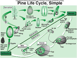 do ferns have a dominant sporophyte generation