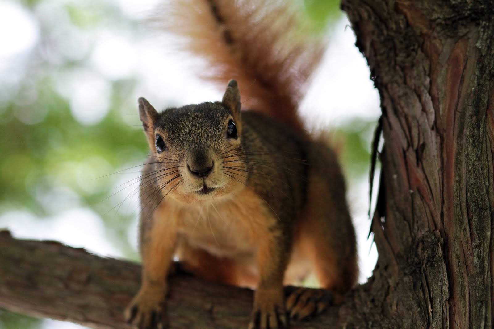 Photography by Amy Brice When Squirrels Attack!!
