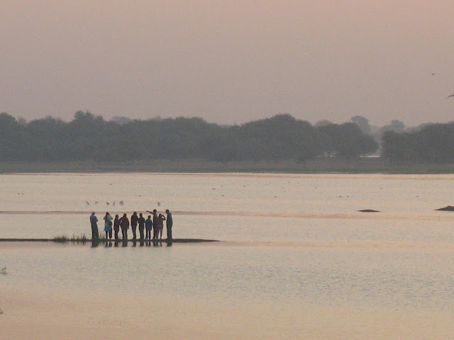 thol lake bird sanctuary ahmedabad gujarat travel