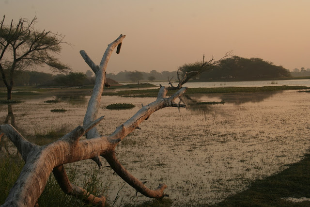 thol lake bird sanctuary ahmedabad gujarat travel sunrise