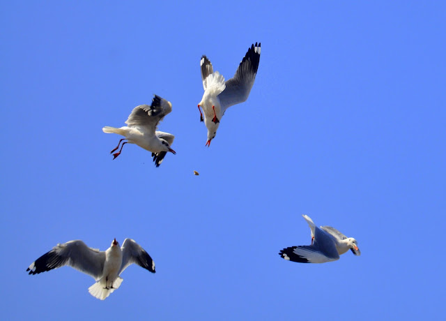 seagulls river Bhavnagar gujarat tourism travel blue sky