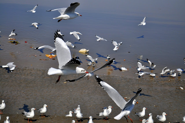 seagulls river Bhavnagar gujarat tourism travel 