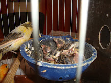 Pássaros: Preservação