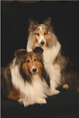 Shelties Rule!