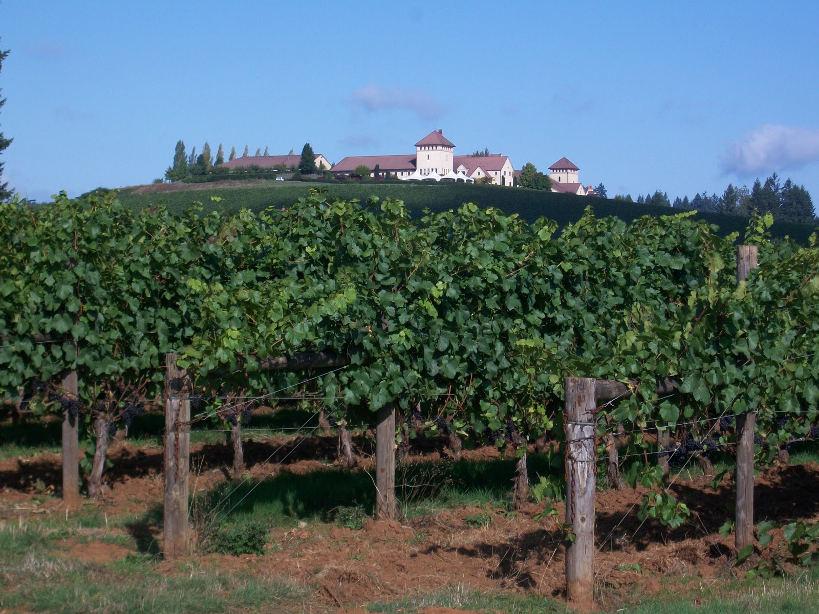 FOOD, WINE & BREWS! OH MY! KING'S ESTATE WINERY, EUGENE, OREGON