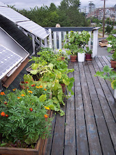 Demo garden 1 - SPEC rooftop